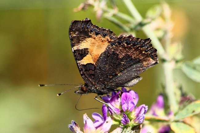 La mia prima Aglais urticae